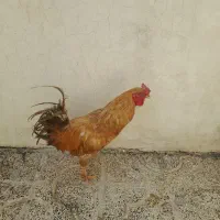 یه خروس بایه بقلمو فروشی