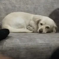 سگ اشپیتزتریر