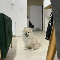 واگذاری پامر|سگ|پرند, فاز ۶|دیوار