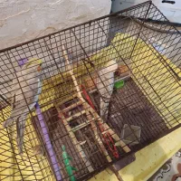 عروس هلندی نر2ساله