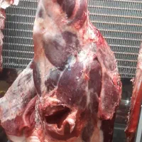 فروش ویژه گوشت تازه محلی|خوردنی و آشامیدنی|رشت, دیلمان|دیوار