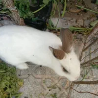 خرگوش|موش و خرگوش|تبریز, |دیوار