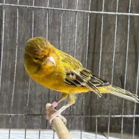 قناری ۷صدا|پرنده|بندرعباس, |دیوار