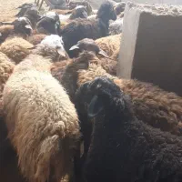 گوسفند زنده