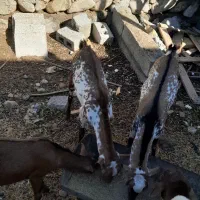 کهره نر نقشی