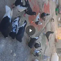 کبوتر پرشی بومب