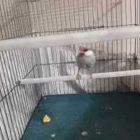 فنچ مصری سیلور|پرنده|شیراز, رکن‌آباد|دیوار