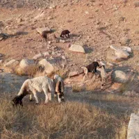 بره نر عروسک