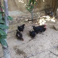 مرغ و خروس