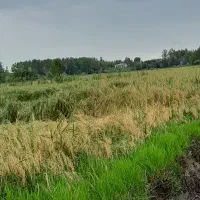 برنج هاشمی اعلا