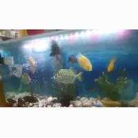 آکواریم  فروشی
