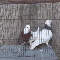 کبوتر فروشی...|پرنده|محمدیه-قزوین, |دیوار