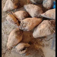 چقندر برای گوسفند