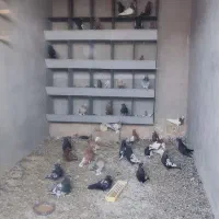 کفتر