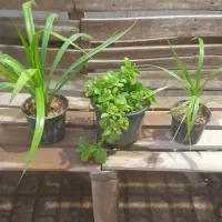 قلمه گل قیمت مناسب|گل و گیاه طبیعی|فردوس (خراسان), |دیوار