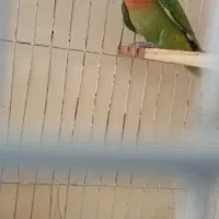 یک  کوتوله نر  فیشر معاوضه