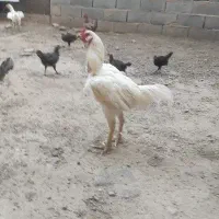 فروش خروس لاری اصیل