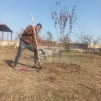 هرس کردن درخت