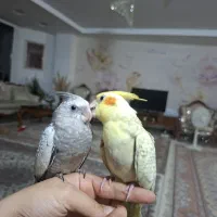 فروش یک جفت عروس هلندی