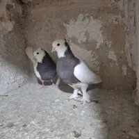 نروماده طوقی خوب