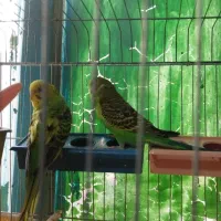 فروش مرغ عشق