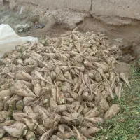 جغندر دامی|لوازم جانبی حیوانات|اسفراین, |دیوار