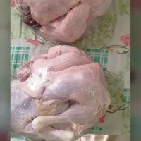 بوقلمون پاک شده کیلوی۶۰۰زنده کیلوی۴۵۰مفت