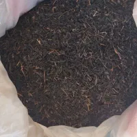 چایی قلم سوزنی گیلان