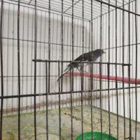 سه عدد قناری 1500