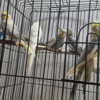 عروس هلندی|پرنده|دزفول, |دیوار