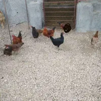 خروس ومرغ