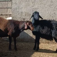 بره قوچ هترو و قوچ هترو