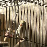 عروس هلندی لوتینو