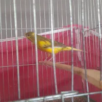 قناری ماده و نر ابلق|پرنده|اصفهان, مهدیه|دیوار