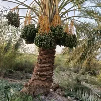 نیم-هکتار-زمین-با-35درخت-نخل