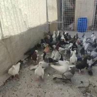 کفتر زدخوردی