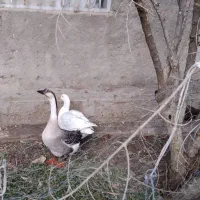 قو غاز وغاز|حیوانات مزرعه|صحنه, |دیوار