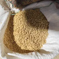 گندم دیمی اصلاح شده|خوردنی و آشامیدنی|بروجن, |دیوار