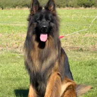 واگذاری توله ژرمن شولاین کینگ سایز ۳ ماهه|سگ|تهران, جوانمردان (اندیشه)|دیوار