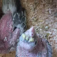 جوجه عروس هلندی طاووسی|پرنده|مشهد, عامل|دیوار