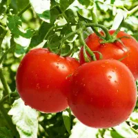 اکیپ کارگری برای چیدن انواع  میوه و گوجه  و ....