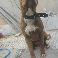 پیت بول سن ۱۱ ماه نر
