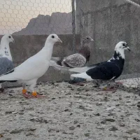 کفتر|پرنده|تفت, |دیوار