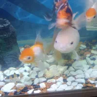 ماهی  گلدفیش|ماهی|عباس‌آباد, |دیوار