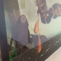 7عدد گوشتخار درشت با تمام لوازم مفت مفت|ماهی|مشهد, بهمن|دیوار