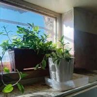 گل های قشنگ و سالم|گل و گیاه طبیعی|کوهدشت, |دیوار