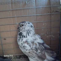 فروش یک جفت کفتر