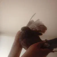 نر عالیی|پرنده|تهران, هاشمی|دیوار