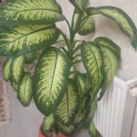 گل دیفن باخیا سالم