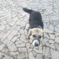 واگذاری سگ باغ